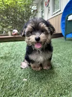 Bear, a male Morkie for sale in High Springs, FL – 1 of 5
