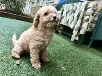 Cooper, a male Poodle - Toy  for sale in High Springs, FL – 5 of 6