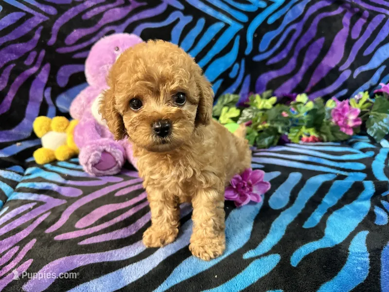 Zoe – Yorkipoo puppy for sale in High Springs, FL