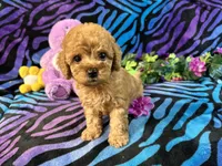 Zoe, a female Yorkipoo for sale in High Springs, FL – 1 of 4
