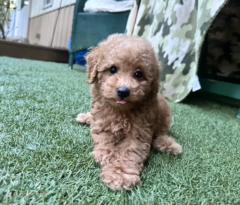 Rubie – Poodle - Toy  puppy for sale in High Springs, FL