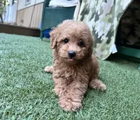 Rubie, a male Poodle - Toy  for sale in High Springs, FL – 1 of 6