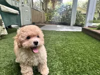 Sunny, a male Poodle - Toy  for sale in High Springs, FL – 2 of 5