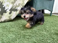 Macie, a female Yorkshire Terrier for sale in High Springs, FL – 5 of 5