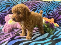 Red, a male Poodle - Toy  for sale in High Springs, FL – 2 of 5