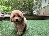 Dory, a female Poodle - Toy  for sale in High Springs, FL – 4 of 6