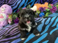 pepper, a male Yorkipoo for sale in High Springs, FL – 4 of 4