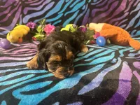 Baxter, a male Yorkipoo for sale in High Springs, FL – Photo 5 of 5