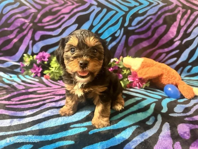 Baxter – Yorkipoo puppy on hold in High Springs, FL