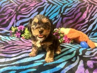Baxter, a male Yorkipoo for sale in High Springs, FL – Photo 1 of 5