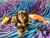 Baxter, a male Yorkipoo for sale in High Springs, FL – Photo 3 of 5