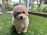 Sunny, a male Poodle - Toy  for sale in High Springs, FL – 3 of 5