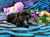 Isla, a female Yorkipoo for sale in High Springs, FL – 3 of 5