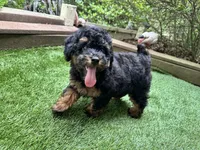 Rusty, a male Poodle - Toy  for sale in High Springs, FL – 3 of 4