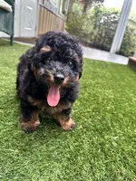 Rusty, a male Poodle - Toy  for sale in High Springs, FL – 4 of 4