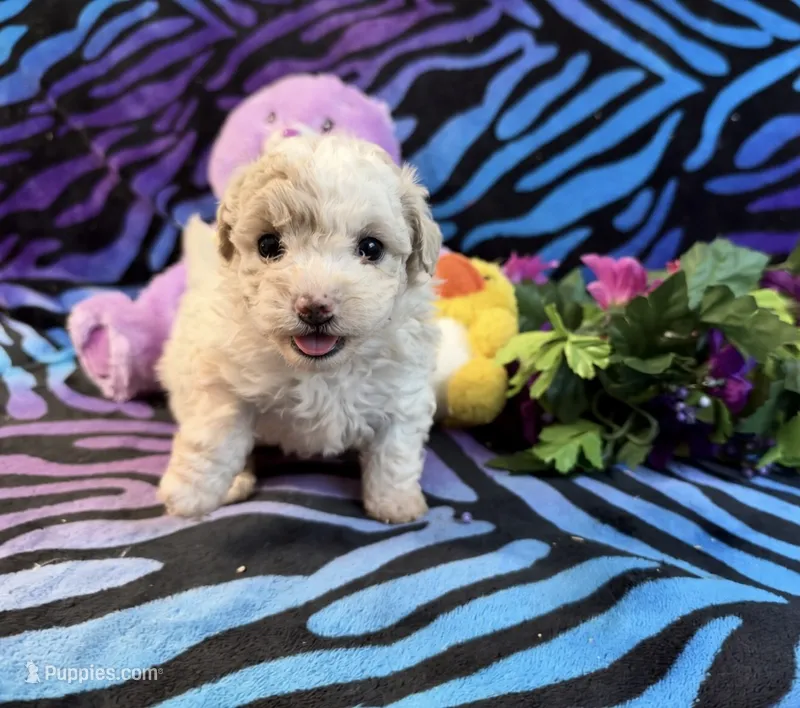 Annie, a female Maltipoo for sale in High Springs, FL – 1 of 6