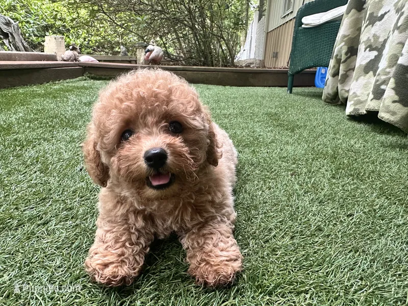 Dory – Poodle - Toy  puppy for sale in High Springs, FL