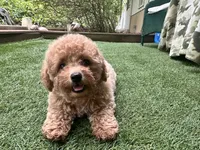 Dory, a female Poodle - Toy  for sale in High Springs, FL – 1 of 6