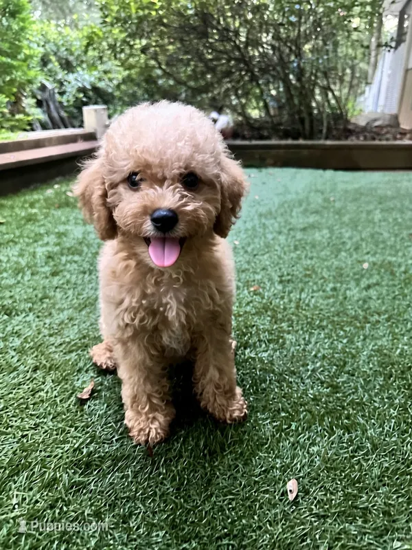 Cooper – Poodle - Toy  puppy for sale in High Springs, FL