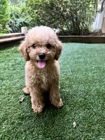 Cooper, a male Poodle - Toy  for sale in High Springs, FL – 1 of 6