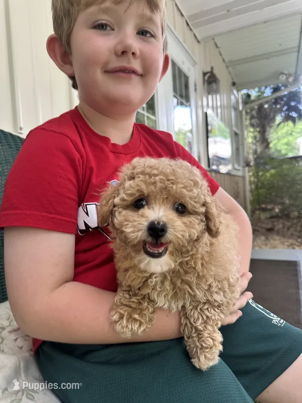 Dolly – Poodle - Toy  puppy for sale in High Springs, FL