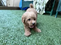 Rubie, a male Poodle - Toy  for sale in High Springs, FL – 4 of 6