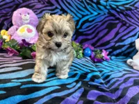 Gracy, a female Morkie for sale in High Springs, FL – 4 of 5