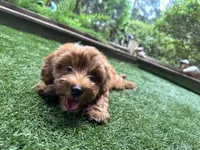Chloe , a female Yorkipoo for sale in High Springs, FL – 2 of 7