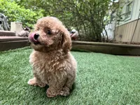 Dory, a female Poodle - Toy  for sale in High Springs, FL – 6 of 6