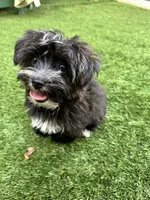 Pepper, a male Yorkipoo for sale in High Springs, FL – 6 of 6