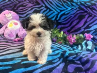 Bandit, a male Morkie for sale in High Springs, FL – 3 of 5