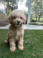 Cooper, a male Poodle - Toy  for sale in High Springs, FL – 6 of 6