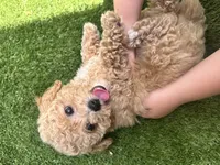 Dolly, a female Poodle - Toy  for sale in High Springs, FL – 3 of 5