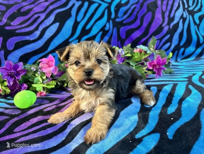 Bella – Yorkshire Terrier puppy for sale in High Springs, FL