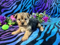 Bella, a female Yorkshire Terrier for sale in High Springs, FL – Photo 3 of 5