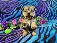 Bella, a female Yorkshire Terrier for sale in High Springs, FL – Photo 2 of 5