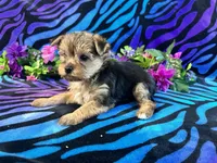 Bella, a female Yorkshire Terrier for sale in High Springs, FL – Photo 4 of 5
