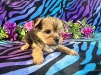 Bella, a female Yorkshire Terrier for sale in High Springs, FL – Photo 5 of 5