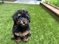 Rusty, a male Poodle - Toy  for sale in High Springs, FL – 2 of 4