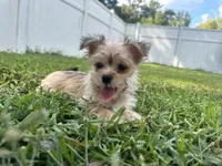 Minni, a female Morkie for sale in High Springs, FL – 6 of 6