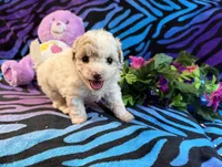 Annie, a female Maltipoo for sale in High Springs, FL – 3 of 6