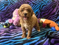 Cooper, a  Poodle - Toy  for sale in High Springs, FL – Photo 3 of 4