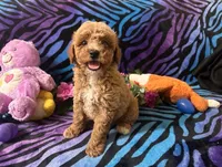 Cooper, a  Poodle - Toy  for sale in High Springs, FL – Photo 2 of 4