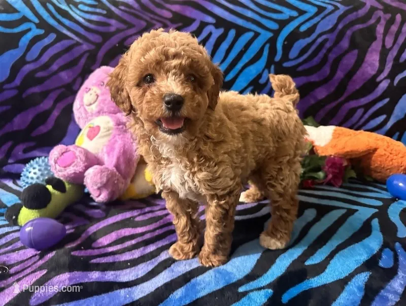 Cooper – Poodle - Toy  puppy for sale in High Springs, FL