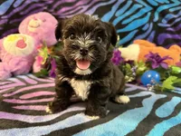 pepper, a male Yorkipoo for sale in High Springs, FL – 1 of 4