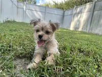 Minni, a female Morkie for sale in High Springs, FL – 5 of 6