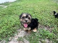 Maddy, a female Morkie for sale in High Springs, FL – 5 of 5
