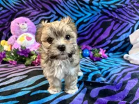 Gracy, a female Morkie for sale in High Springs, FL – 2 of 5