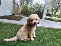 Cooper, a male Poodle - Toy  for sale in High Springs, FL – 2 of 6