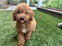Dory, a male Poodle - Toy  for sale in High Springs, FL – 1 of 4